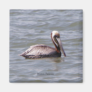 Brown Pelican magnet