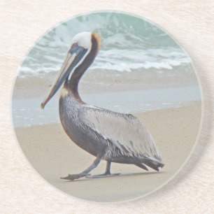 Brown Pelican on Beach Coaster