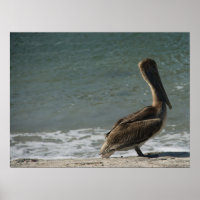 Brown Pelican on the Beach Photograph