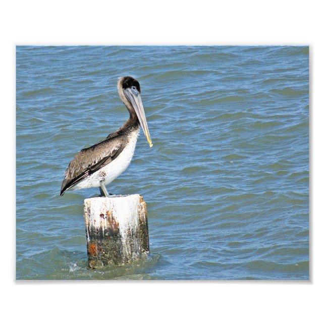 Brown pelican  Photo Print (Front)