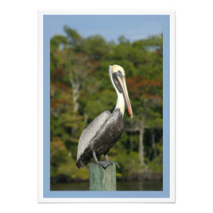 Brown Pelican Photo Print