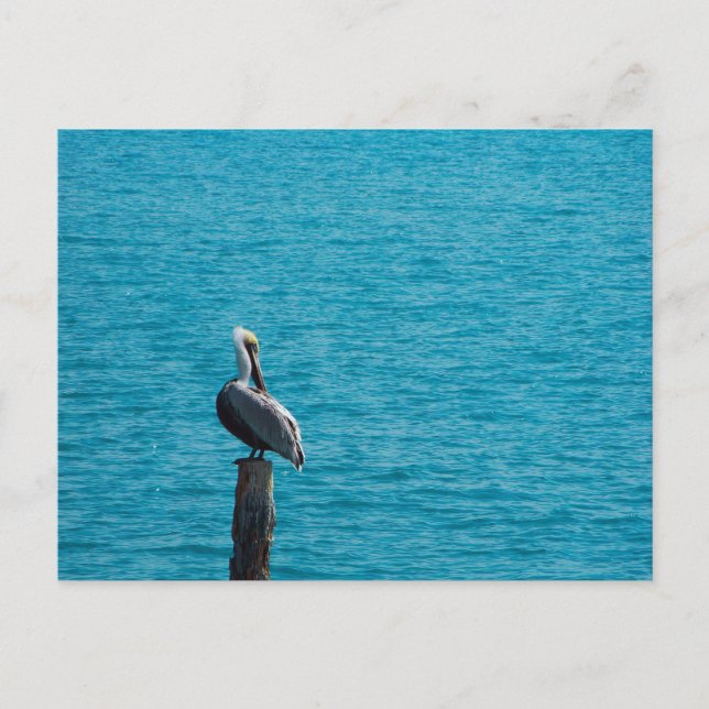 Brown pelican postcard (Front)