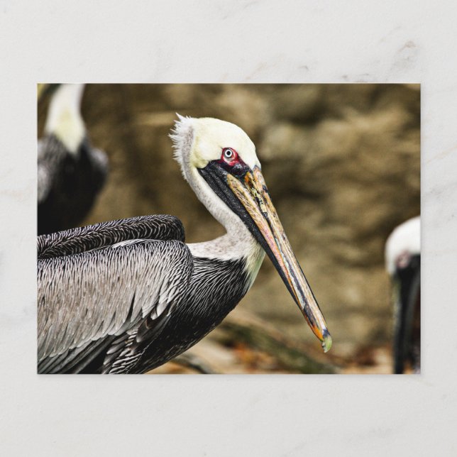 Brown Pelican Postcard (Front)