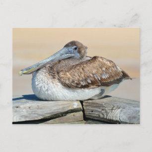 Brown Pelican Postcard