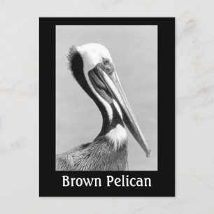 Brown Pelican Postcard