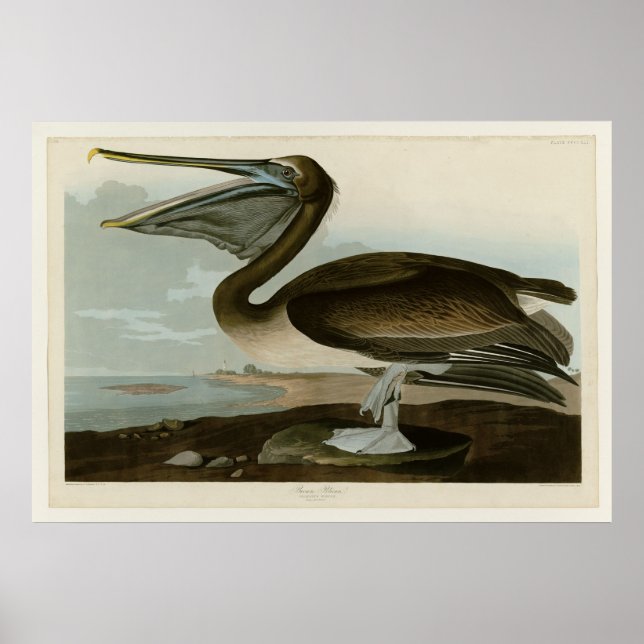 Brown Pelican Poster (Front)