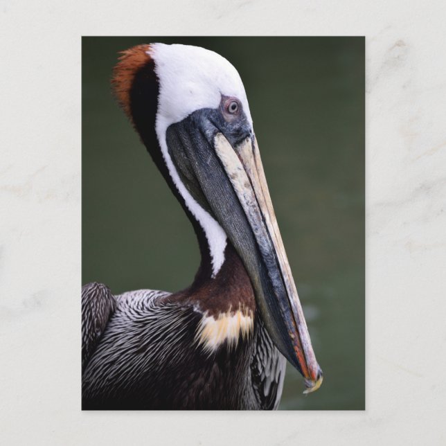 Brown Pelican Profile Postcard (Front)