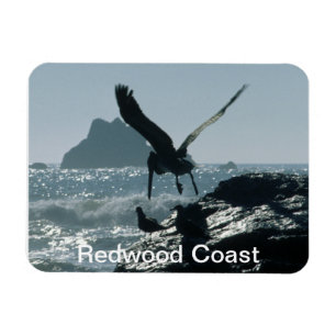 Brown Pelican Redwood Coast Magnet