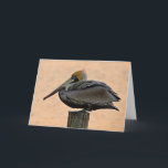 Brown Pelican Resting on Piling Canvas Print Card<br><div class="desc">Wildlife photography of a brown pelican resting on piling on a late spring sunrise by Lori A Cash.</div>