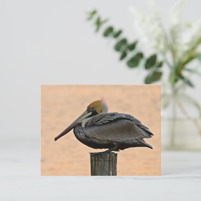 Brown Pelican Resting on Piling  Postcard (Standing Front)