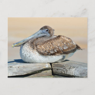 Brown Pelican Resting Postcard