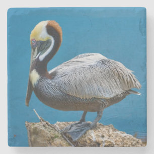 Brown Pelican Stone Coaster