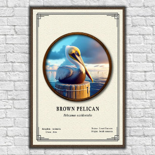 Brown Pelican Zoology Poster