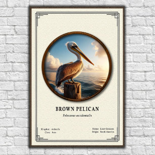 Brown Pelican Zoology Poster