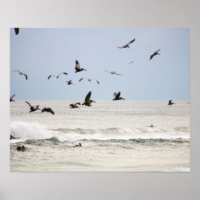 Brown Pelicans Over the Ocean Colour 16x20 Poster (Front)