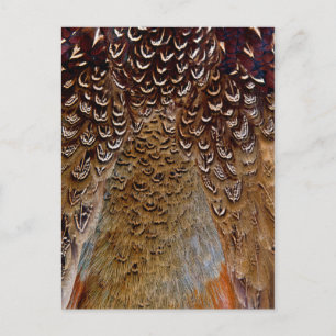 Brown Pheasant Feather Design Postcard