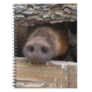 Brown Pig Poking Nose through Rustic Fence Notebook