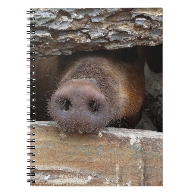 Brown Pig Poking Nose through Rustic Fence Notebook (Front)