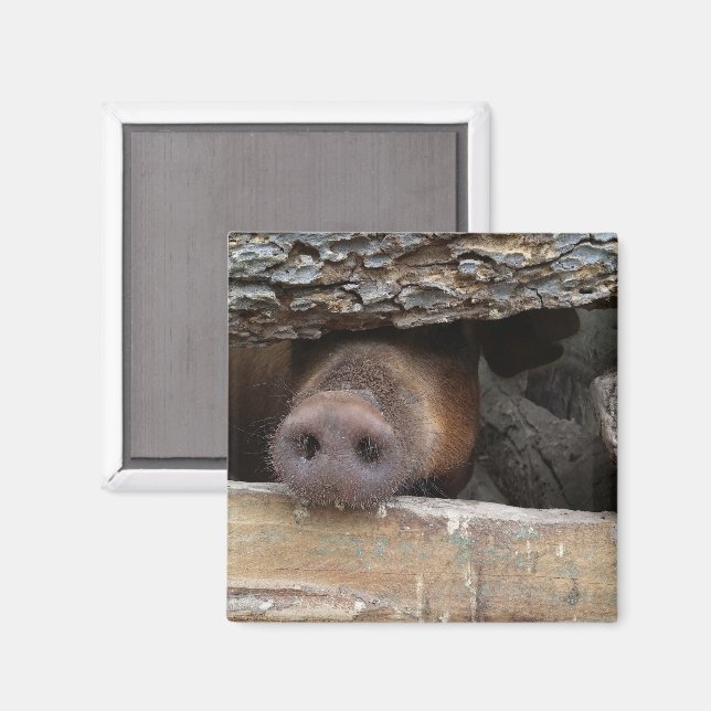 Brown Pig Poking Snout through Rustic Fence Magnet (Front/Back)