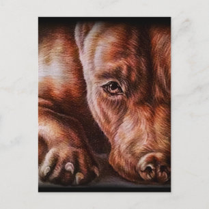 Brown pitbull face drawing of pet portrait dog postcard