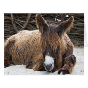 Brown Poitou Donkey