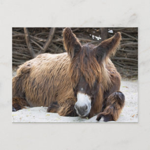 Brown Poitou Donkey Postcard