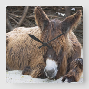 Brown Poitou Donkey Square Wall Clock