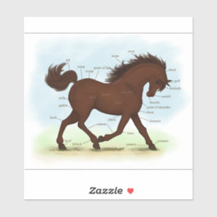 Brown Pony Horse Anatomy Chart Educational