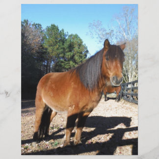 Brown pony turquoise Sky