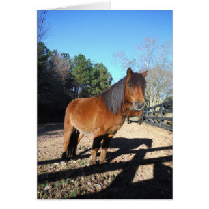 Brown pony turquoise Sky