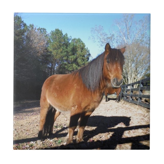 Brown pony turquoise Sky Ceramic Tile (Front)