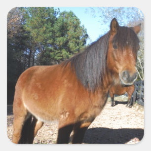 Brown pony turquoise Sky Square Sticker
