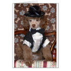 Brown Poodle Puppy in Suit