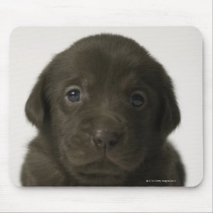 Brown puppy, portrait, close-up mouse pad