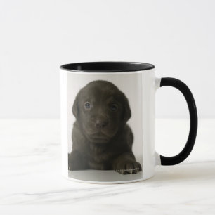 Brown puppy, portrait, close-up mug