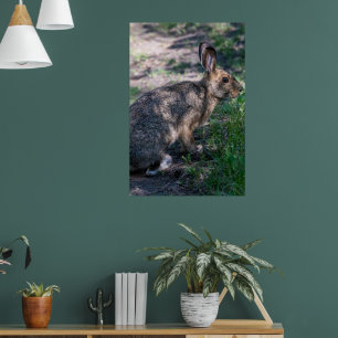 Brown Rabbit, Resting in Nature Poster