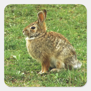 Brown Rabbit Square Sticker