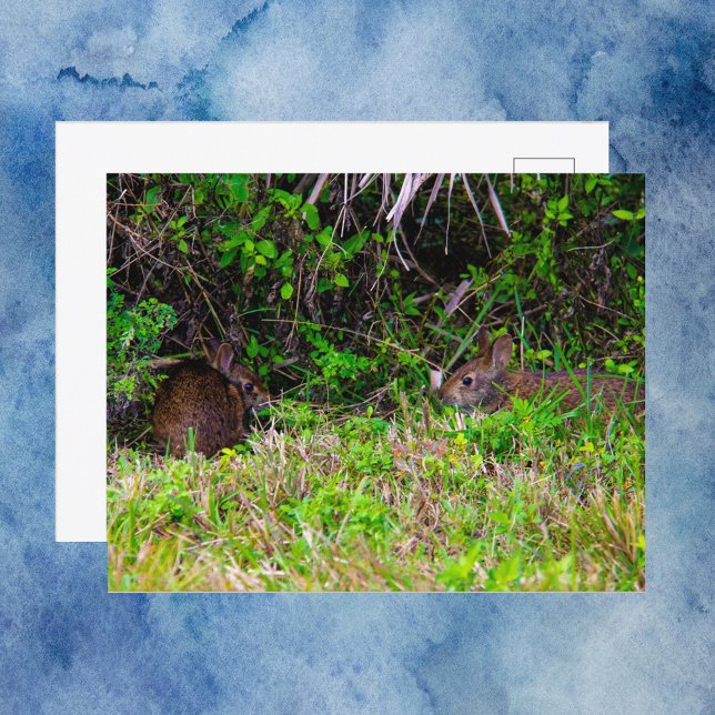 Brown Rabbits at Viera Wetlands Florida Postcard (A postcard with a photograph of two brown rabbits enjoying some grass.)