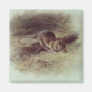 Brown Rat 1918 Magnet