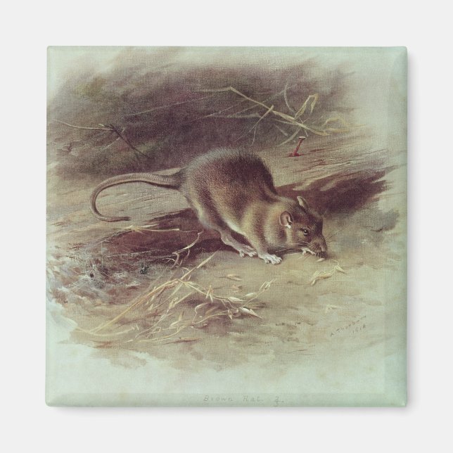 Brown Rat  1918 Magnet (Front)