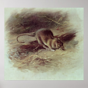 Brown Rat 1918 Poster