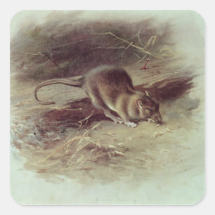 Brown Rat  1918 Square Sticker
