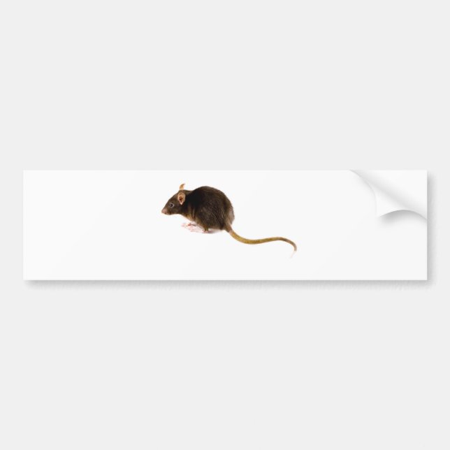 Brown Rat Bumper Sticker (Front)