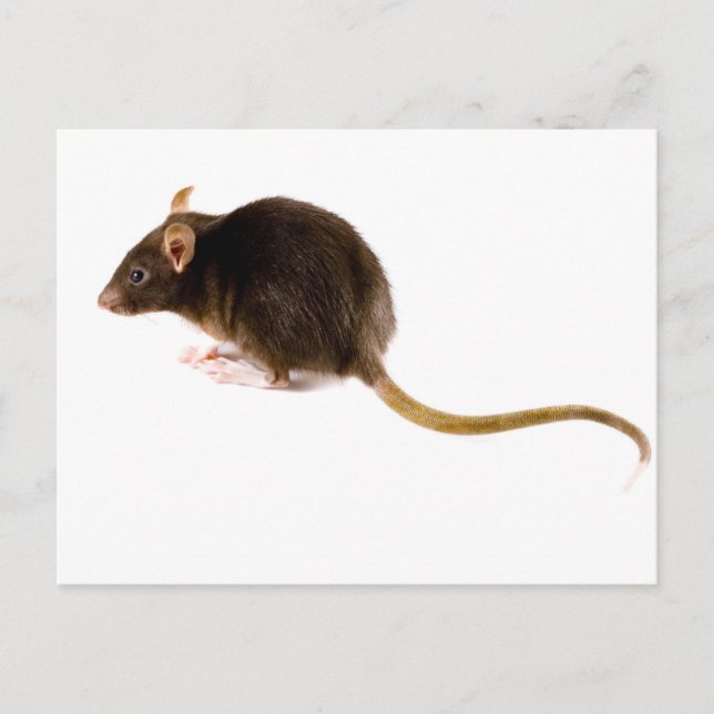 Brown Rat Postcard (Front)