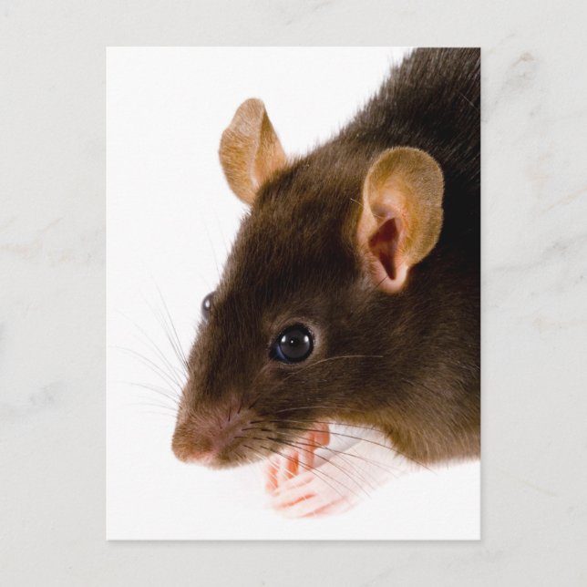 Brown Rat Postcard (Front)