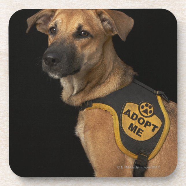 Brown rescue dog with adopt me vest coaster (Front)