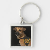Brown rescue dog with adopt me vest