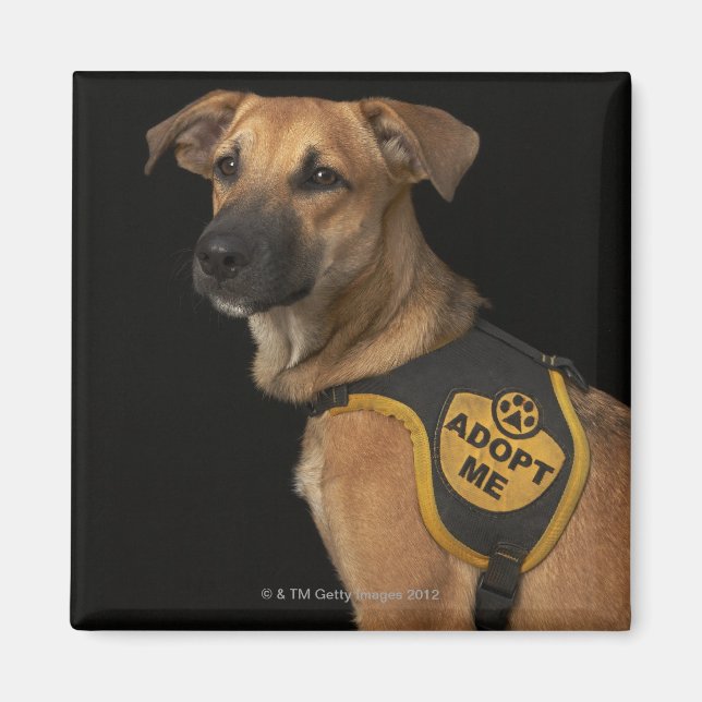 Brown rescue dog with adopt me vest magnet (Front)