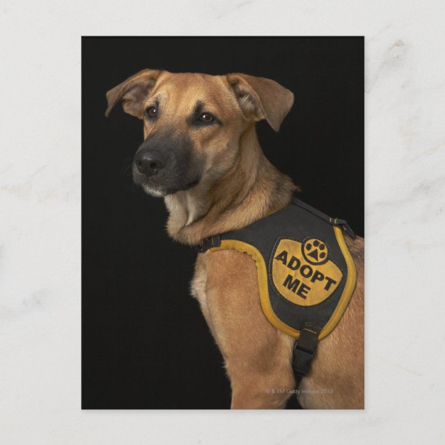Brown rescue dog with adopt me vest postcard (Front)