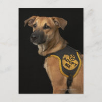 Brown rescue dog with adopt me vest